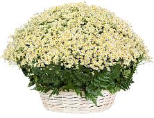Цветочная композиция из Ромашки в корзине #REPLACE_PRED# Грачевке Ставропольского края